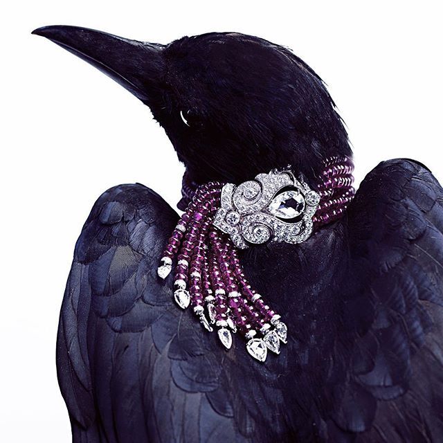 The Lucky Crow Cartier Bracelet.